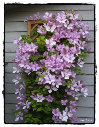 Clematis Margaret Hunt