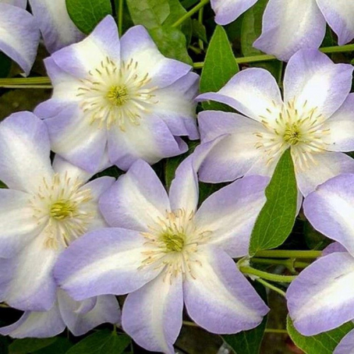 Clematis Yukikomachi