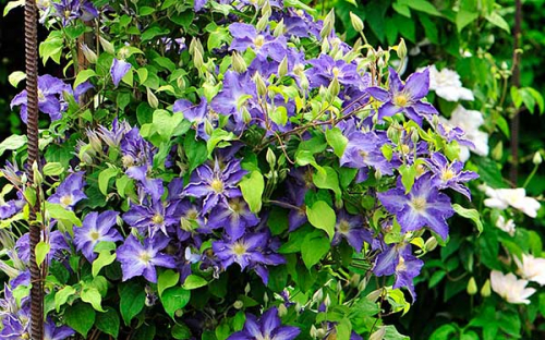Clematis Stefan Franczak