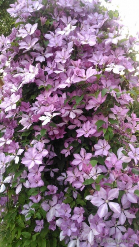 Clematis Margaret Hunt