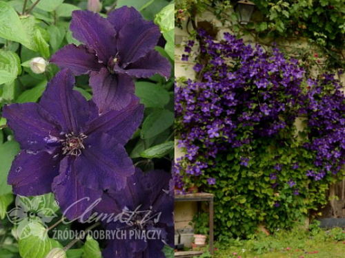 Clematis Rasputin