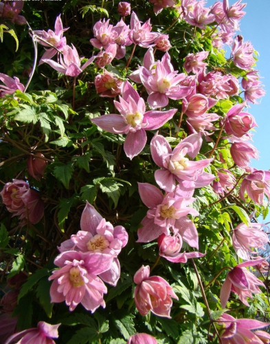 Clematis Markhams Pink