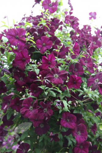 Clematis Royal Velours