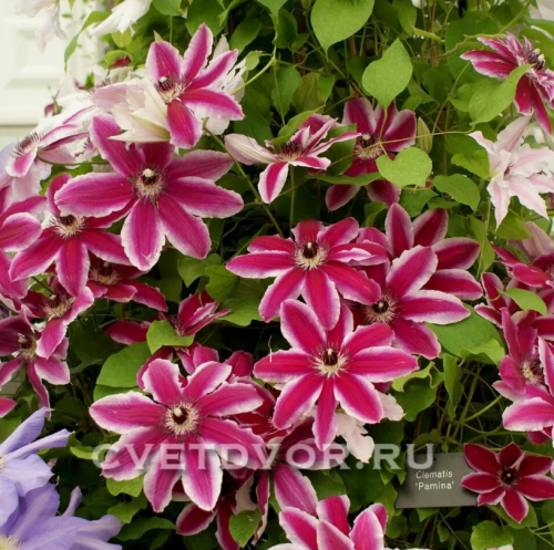 Clematis Pamina