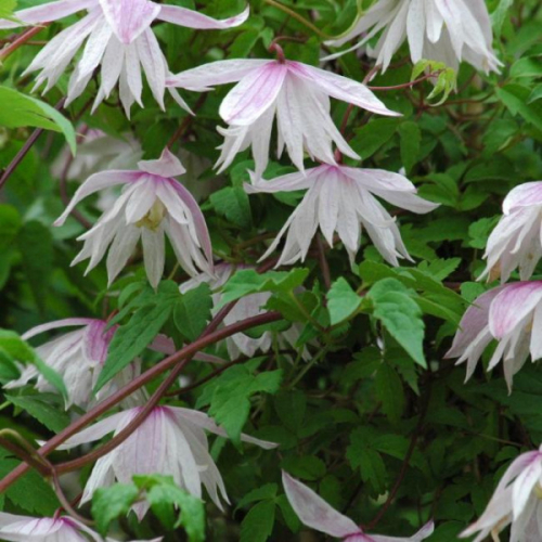 Clematis Pink Princess