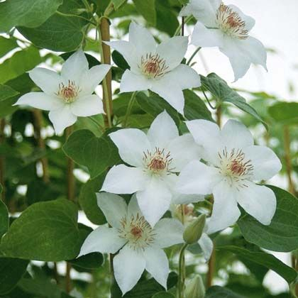 Clematis Valge Daam