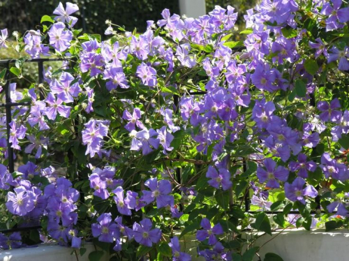 Clematis Perle dAzur