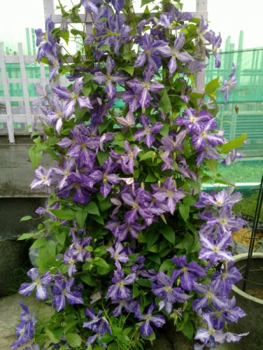 Clematis Tie Dye