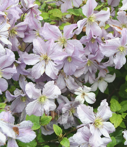 Clematis White Prince Charles