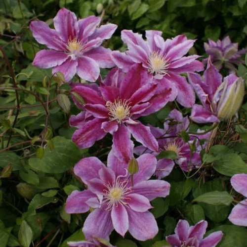 Clematis Ragamuffin