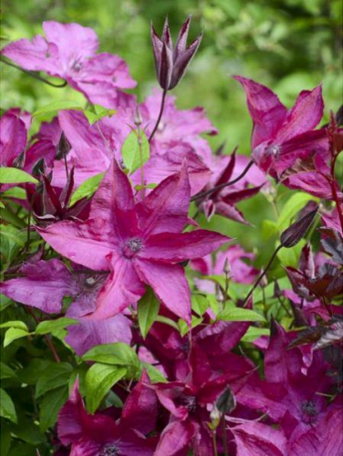 Clematis SAPHYRA Nancy