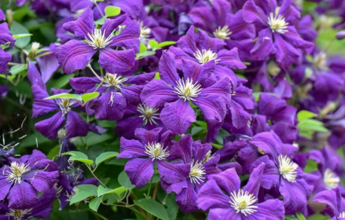 Clematis Negritjanka