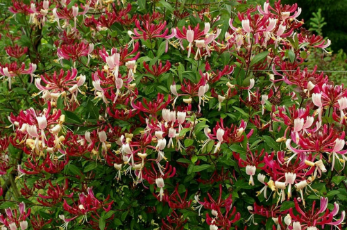 Lonicera periclymenum Serotina
