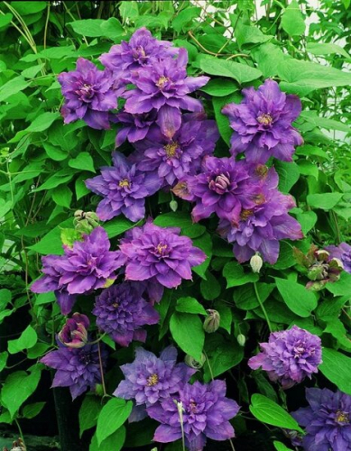 Clematis Vyvyan Pennell