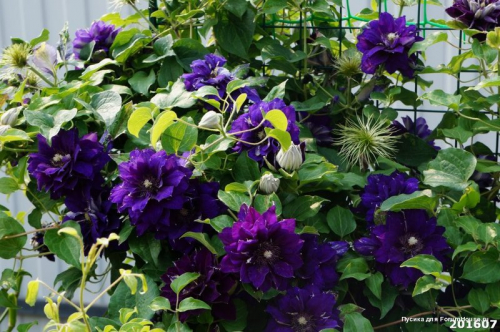 Clematis Shin shigyoku