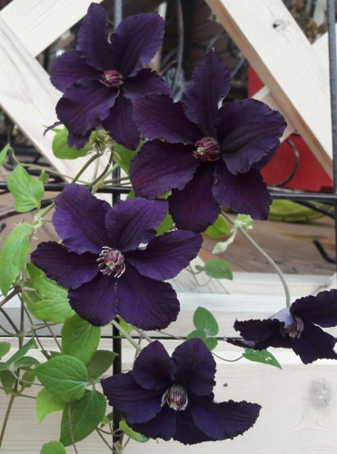 Clematis Rasputin