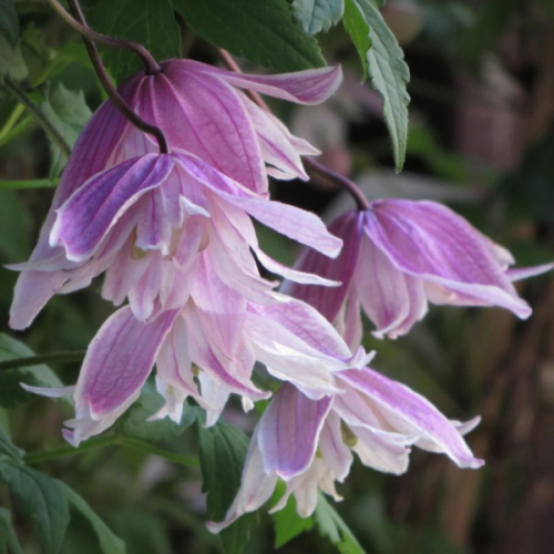 Clematis Propertius
