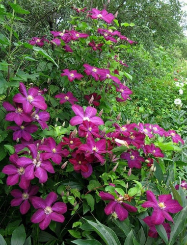 Clematis Voluceau