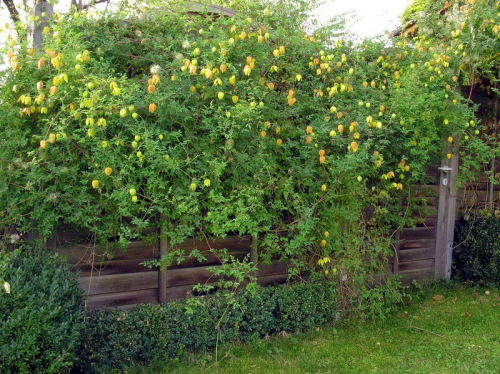 Clematis tangutica