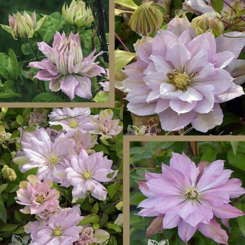 Clematis Violet Elizabeth