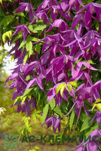 Clematis Mrs T Lundell