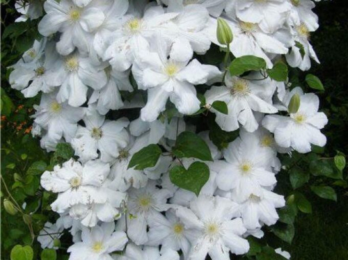 Clematis Toki