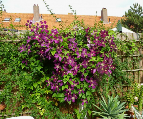 Clematis Mikelite
