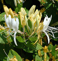 Lonicera japonica Halls Prolific