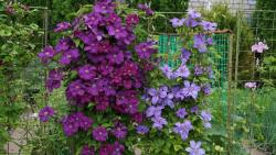 Clematis Rahvarinne