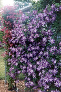 Clematis Venosa Violacea