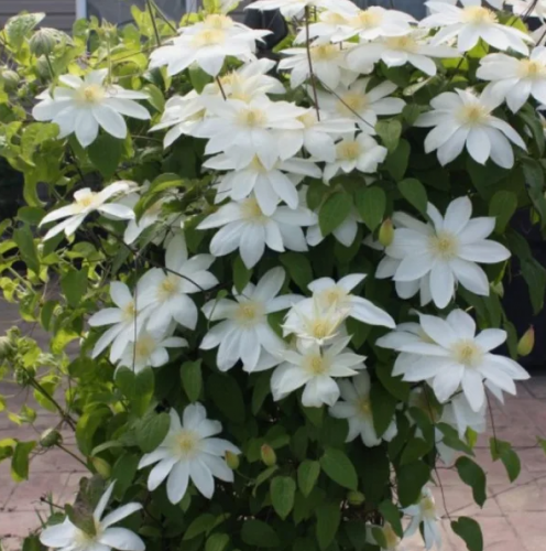 Clematis Wadas Primrose