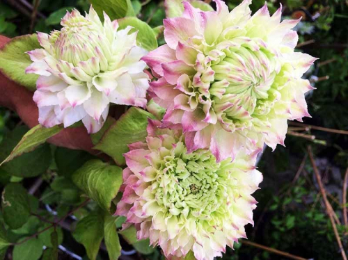 Clematis Midori