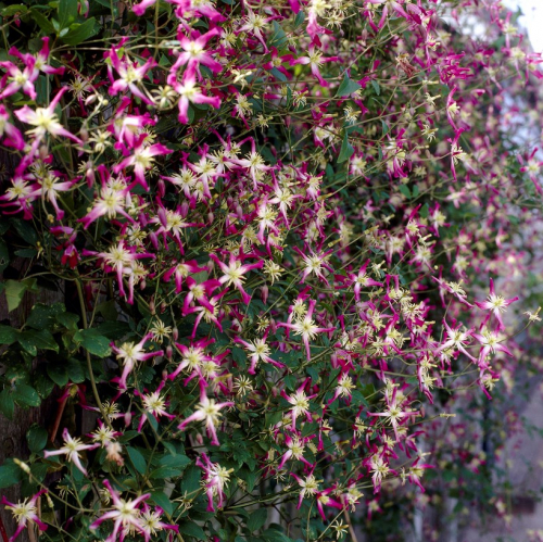 Clematis triternata Rubromarginata
