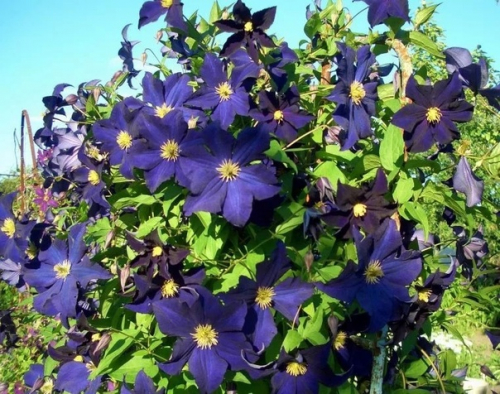 Clematis Viola