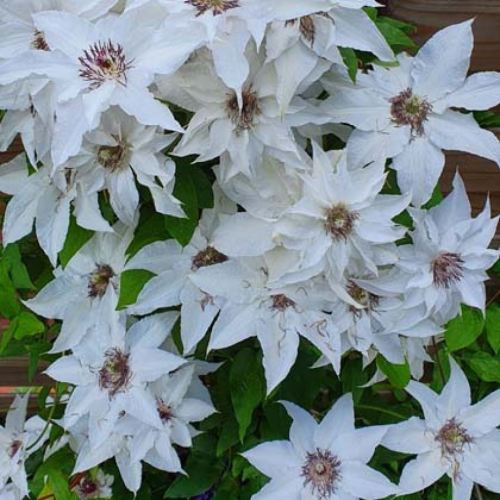Clematis Sparkler