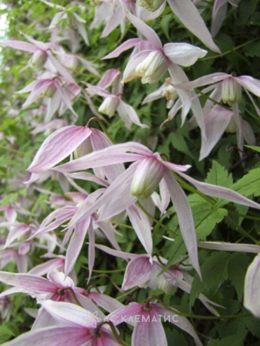 Clematis Willy