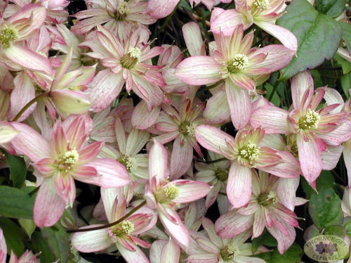 Clematis Marjorie