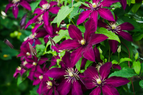 Clematis Mikelite