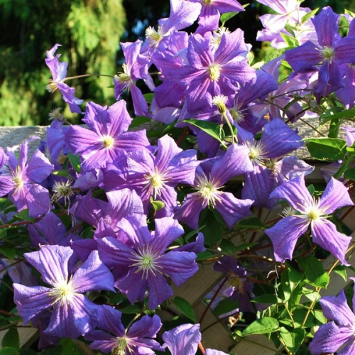 Clematis Perle dAzur