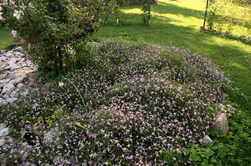 Clematis triternata Rubromarginata