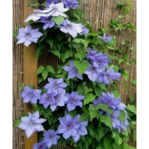 Clematis William Kennett