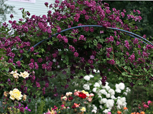 Clematis Purpurea Plena Elegans