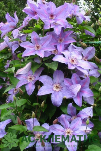 Clematis Minister