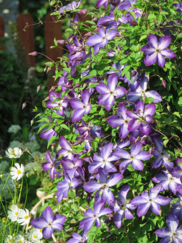 Clematis Venosa Violacea