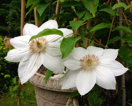 Clematis Mrs George Jackman