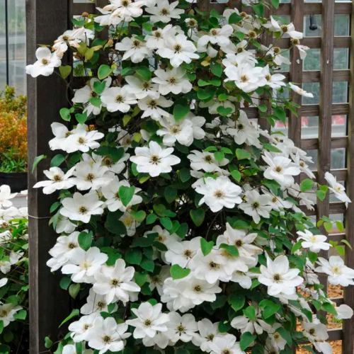 Clematis Mrs George Jackman