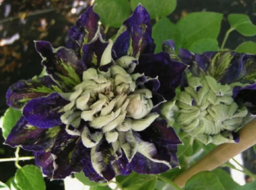 Clematis Shin shigyoku