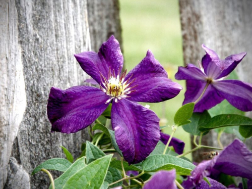 Clematis Negritjanka