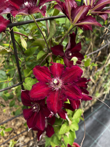 Clematis Stasik