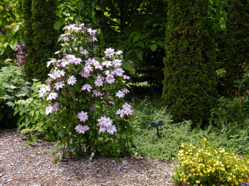 Clematis Omoshiro